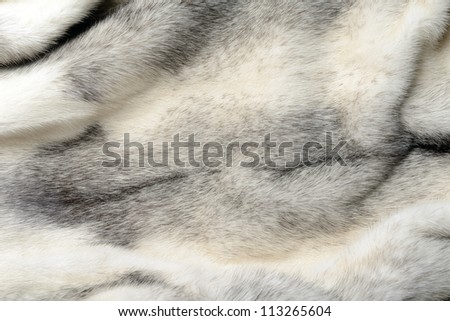 White fur mink background texture