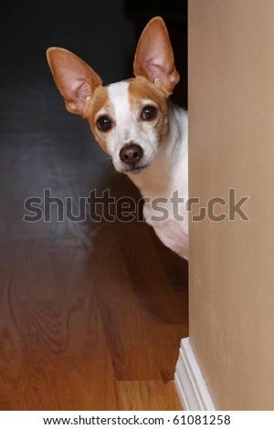 A rat terrier peeking around a corner.
