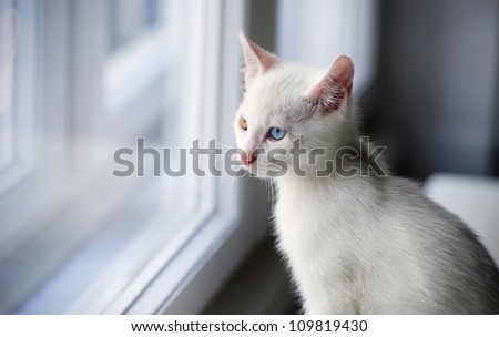 animal, cat window