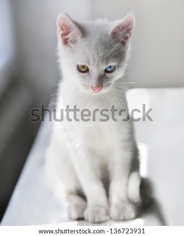 little white kitten on white background