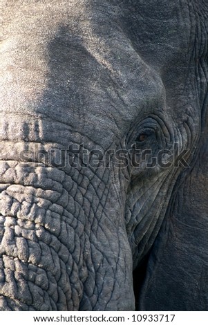 Elephant eye and trunk closeup