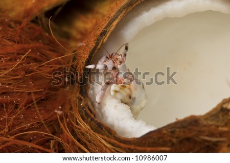 Hermit Crab climbing out of a coconut