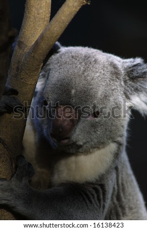 Koala Bear hanging on to a tree