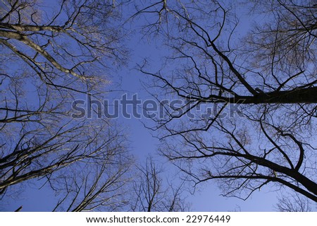 Vertical view of an empty forest