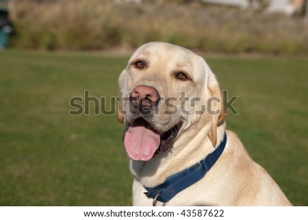 Portrait of a Happy English Labrador Retriever