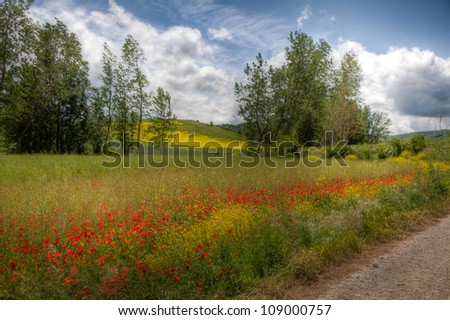 A field in Spain with a beautiful border of poppies.