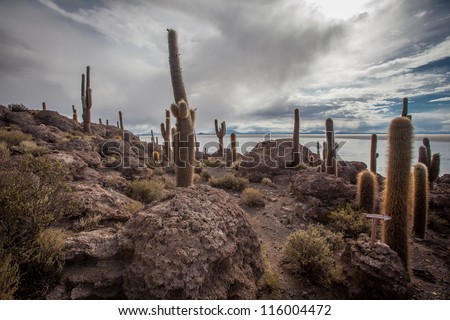 Cactus plants standing tall on Isla Incahuasi in the salts of Bolivia.
