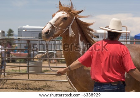 Cowboy wrangling young horse