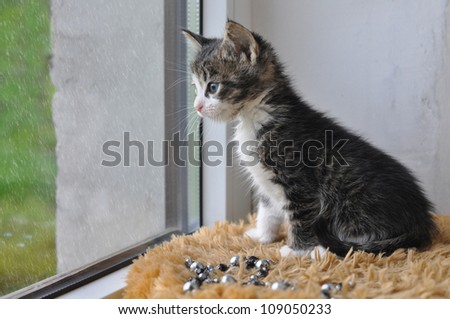 A small striped cat sitting on the windowsill and looked out the window.