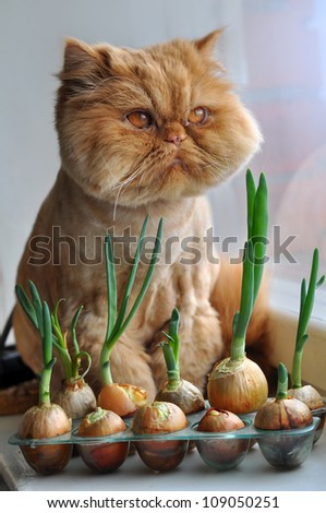 A fat red cat sitting on a windowsill near a window in front of the green onions.
