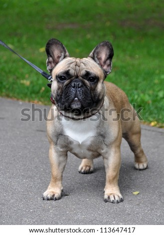 French Bulldog walking in the park on a leash. The French Bulldog should have the appearance of an active, intelligent, muscular dog, of heavy bone, smooth coat.