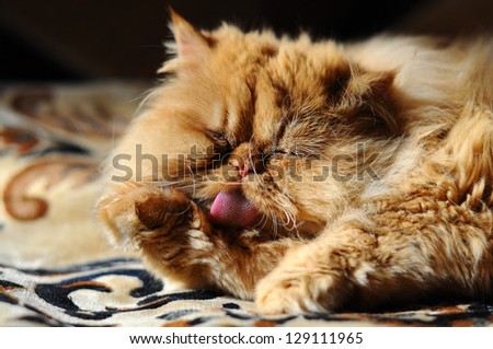 Rad cat washing its paw. Big muzzle of a red persian cat