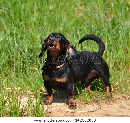 Dachshund stands on a green background on the grass. Color fees - tan. The dog barks.