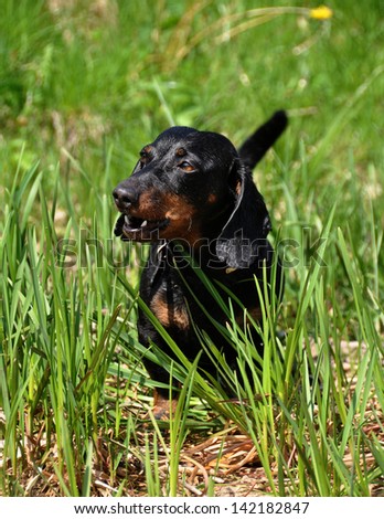 Dachshund stands on a green background on the grass. Color fees - tan. The dog barks.