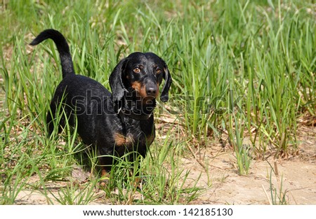 Tan dachshund stands on a green background on the grass.