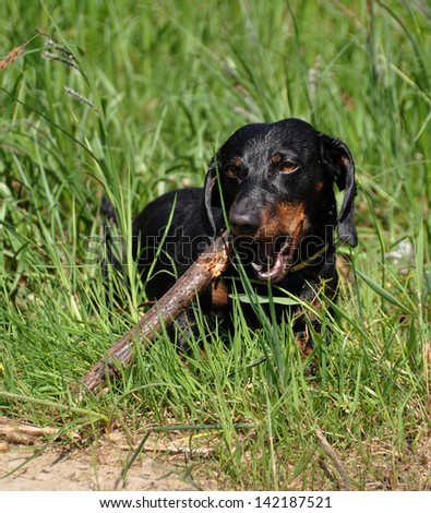 Taxi stands on a green background on the grass. Dachshund chewing on a stick. Sharpening his teeth. Color fees - tan.