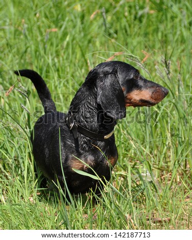 Tan dachshund stands on a green background on the grass. Looks into the distance. Profile of a dog.