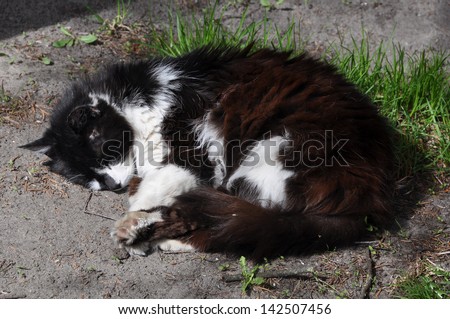 Black-and-white cat sleeps on the ground.