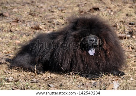 Big fluffy dog is on the dry grass. The Chow Chow is a sturdily built dog, square in profile, with a broad skull and small, triangular, erect ears with rounded tips. ?og breed originally from China