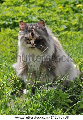Beautiful fat cat sitting on the green grass. Portrait