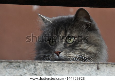 Smoky gray cat hunts on the balcony of the birds.
