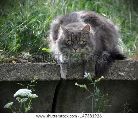 Smoky gray cat sitting on a concrete ledge and hunt.