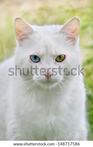 White cat sitting on the grass. Cat with different colored eyes, unusual.