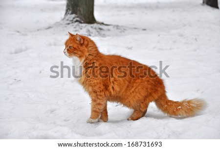 Cat standing on snow and looks into the distance.