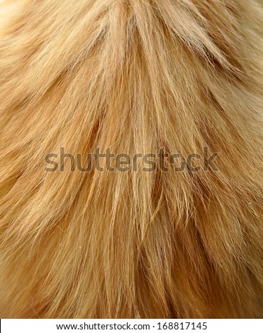 Against the background of a long-haired ginger cat fur.