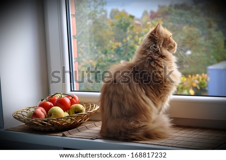 Ginger Cat Sitting On The Windowsill Near The Apple Orchard And Looks Out The Window.