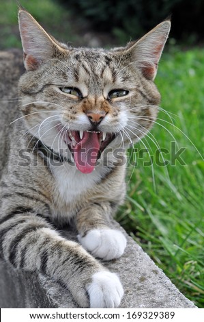 Adult tabby cat yawns open wide your cat\'s mouth.