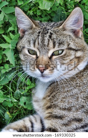 Beautiful striped cat lying on green grass. Adult gray tabby cat is outdoor.