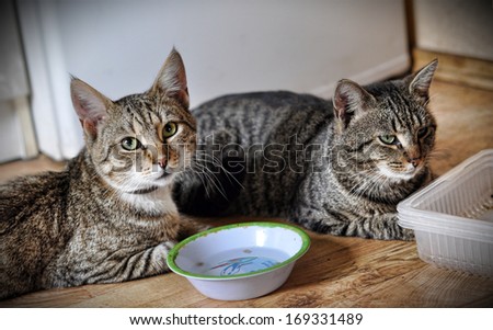 Two tabby cat sitting near empty bowl.
