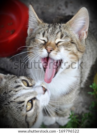 Two cats. Top view. Adult tabby cat yawns open wide your cat\'s mouth.