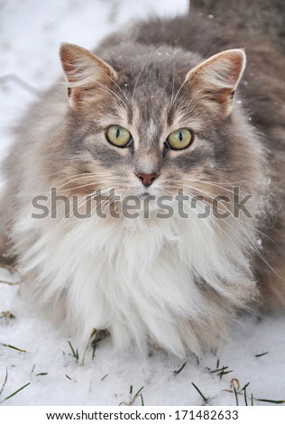 Smart face of fluffy big cat wit yellow eyes.