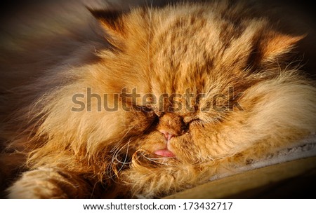 Muzzle big fat cat Persian.