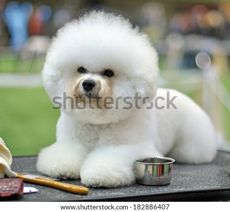 Beautiful snow-white fluffy dog ??Bichon Frise. ?urly lap dog, is a small breed of dog of the Bichon type. They are popular pets, similar in appearance to but larger than the Maltese.