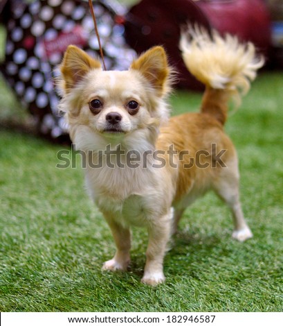 The Chihuahua is the smallest breed of dog and is named for the state of Chihuahua in Mexico.