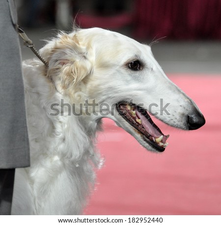 Russian Borzoi - Wolfhound dog. Head profile portrait. The borzoi is a quiet, but athletic and independent dog. Most borzois are almost silent, barking only very rarely.