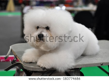 Beautiful snow-white fluffy dog ??Bichon Frise. ?urly lap dog, is a small breed of dog of the Bichon type. They are popular pets, similar in appearance to but larger than the Maltese.
