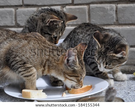 Cats eat white bread on the table
