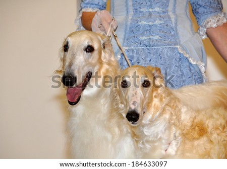 The borzoi  also called the Russian wolfhound is a breed of domestic dog. The borzoi coat is silky and flat, often wavy or slightly curly. The borzoi is a quiet, but athletic and independent dog.