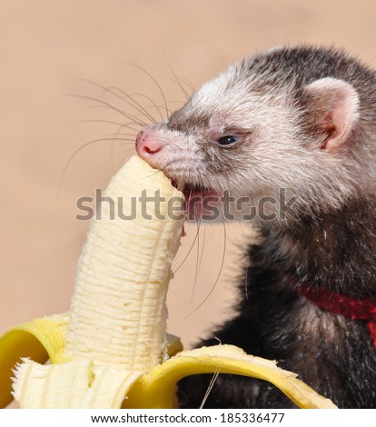 Ferrets eating a banana. The ferret is a domesticated mammal of the type Mustela putorius furo.