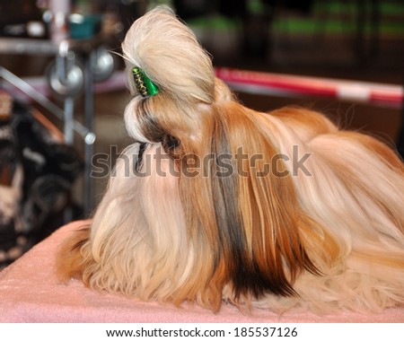 Dog of breed shih-tzu. A shih tzu is a toy dog breed with long silky hair.  The breed originated in China. The Shih Tzu is a small toy dog with a short