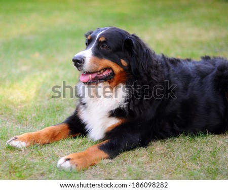 bernese mountain dog. Sennenhund, called Swiss mountain dogs or Swiss cattle dogs in English, are a type of dog originating in the Swiss Alps.