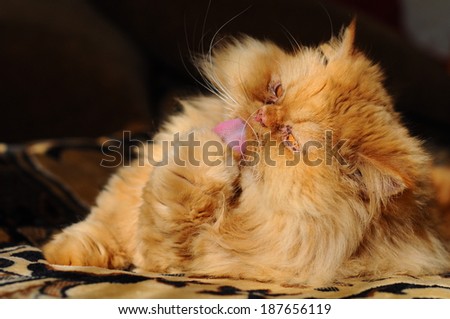 Rad cat washing its paw