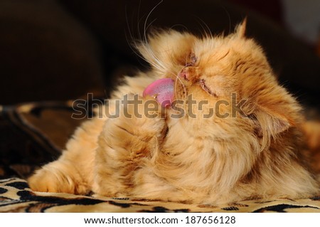 Rad cat washing its paw
