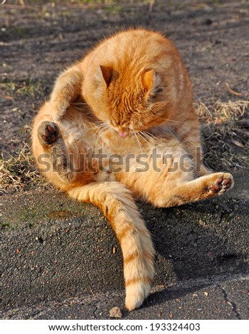 Funny cat sitting on his back. Cat licks his belly