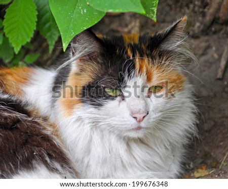 Maine coon cat sleep on terrace under green bush