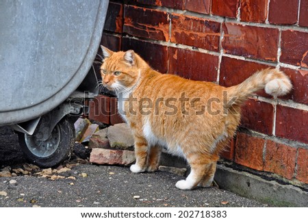 Fat cat sitting near a dumpster.